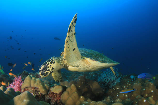 istock Hawksbill Sea Turtle underwater 1265117753
