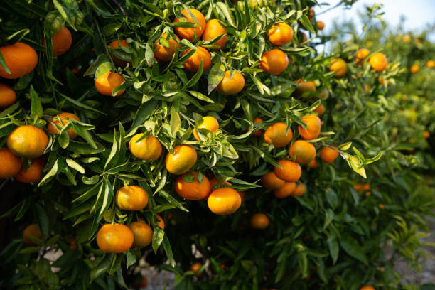 istock Mandarins on trees at fruit plantation 1265118457