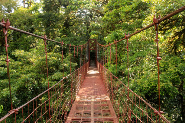 istock metallic bridge crossing tropical rainforest in costa rica 1265118687