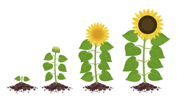 ilustraciones, imágenes clip art, dibujos animados e iconos de stock de etapas de crecimiento del girasol. desarrollo de plantas agrícolas. progreso de la animación de la cosecha. conjunto infográfico de ilustración vectorial. - growth development sunflower progress