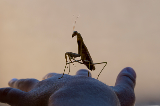 This picture shows the silhouette of a praying mantis perched on a boy's outstretched hand.