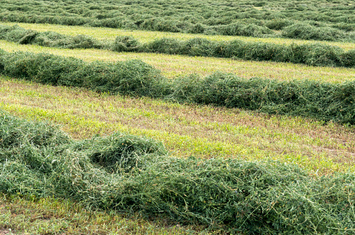 These lines of alfalfa hay have been cut in a field near the end of the summer.