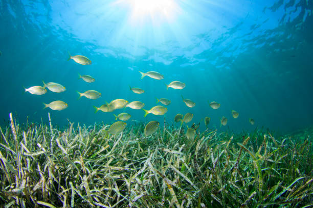 istock Green sea weed and fish 1265124261