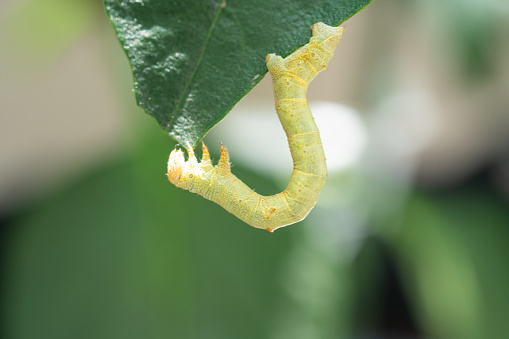 Leaves and caterpillars