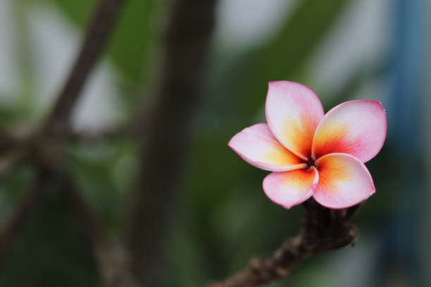istock Beautiful yellow and pink flower with blurred backgrounds 1265127072