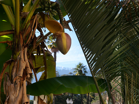 Exotic tropical location with a coconut hanging from a tree.