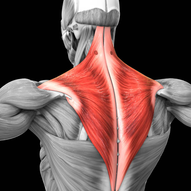 istock Human Muscular System Torso Muscles Trapezius Muscle Anatomy 1265133186