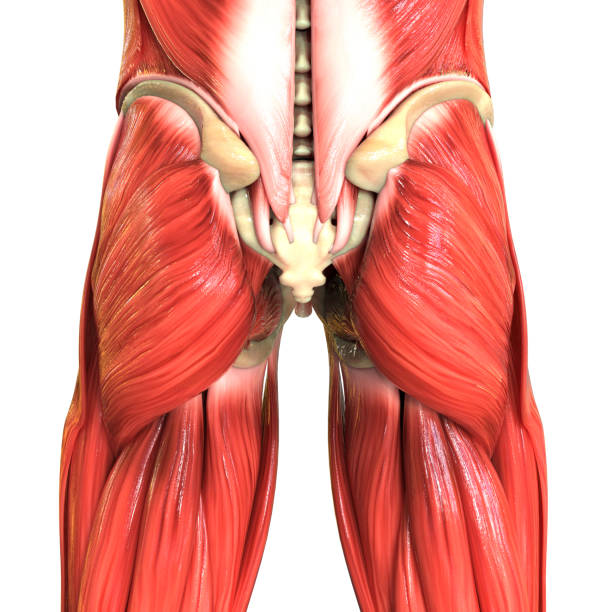 istock Muscles a Part of Human Muscular System Anatomy 1265133214
