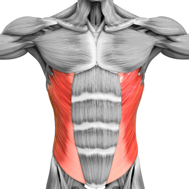 istock Human Muscular System Torso Muscles Abdominal External Oblique Muscle Anatomy 1265133222