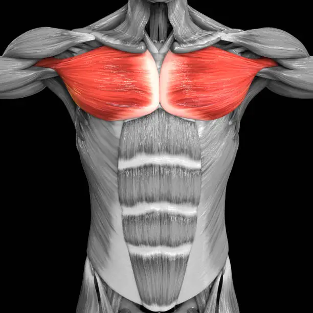 3D Illustration Concept of Human Muscular System Torso Muscles Pectoral Muscles Anatomy