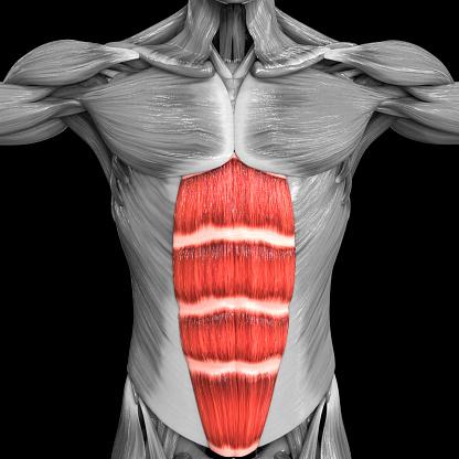 3D Illustration Concept of Human Muscular System Torso Muscles Rectus Abdominis Muscle Anatomy