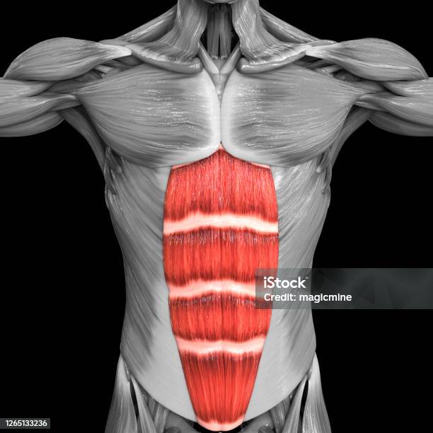 Musculo Rocoso Foto de Músculos Do Torso Do Sistema Muscular Humano Reto Abdominis ...
