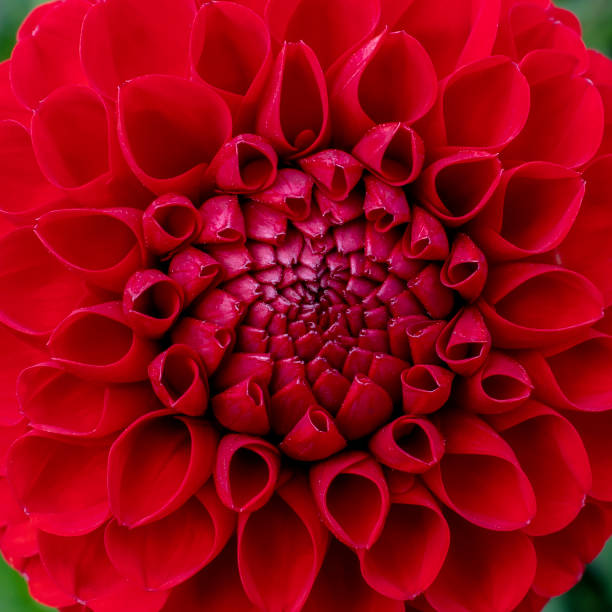istock Vibrant Red Pom Pom Dahlia 1265135530