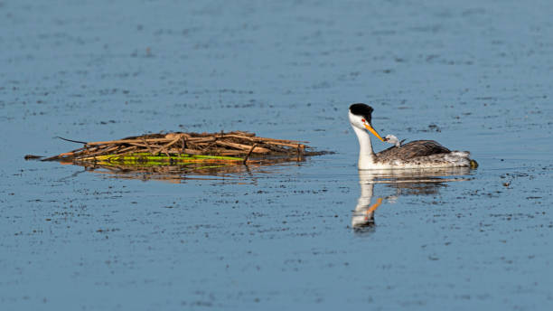 istock Bird Western Grebe and chick at a California pond 1265135735