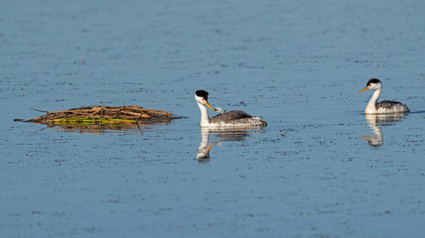 istock Bird Western Grebe and chick at a California pond 1265136253