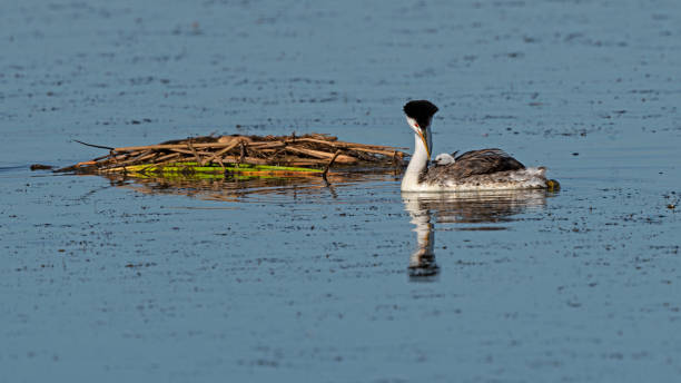 istock Bird Western Grebe and chick at a California pond 1265136815