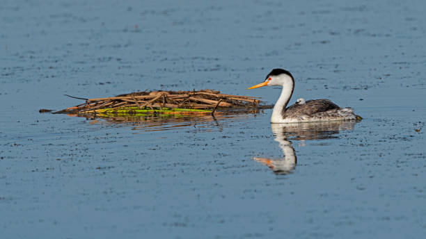 istock Bird Western Grebe and chick at a California pond 1265136816