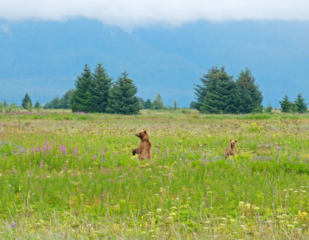 Mama grizzly bear with cub in a meadow