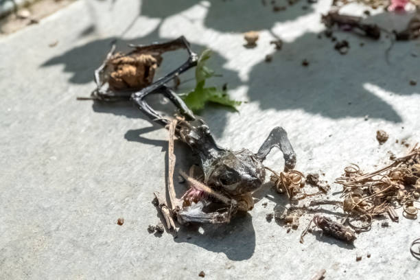 istock Desiccated frog on a garden patio 1265140985
