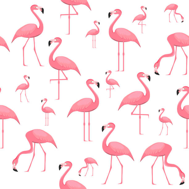 illustrations, cliparts, dessins animés et icônes de flamingo, papier peint sans couture avec des oiseaux flamants roses sur un fond blanc. illustration vectorielle. vecteur. - flamingo bird isolated animal leg