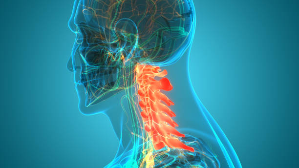 Spinal Cord Vertebral Column Cervical Vertebrae of Human Skeleton System Anatomy