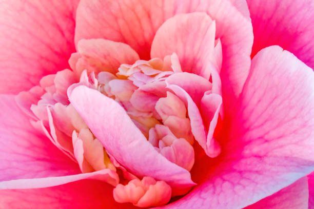 Pink Camellia Reticulata Blooming Macro. Common to China and Japan