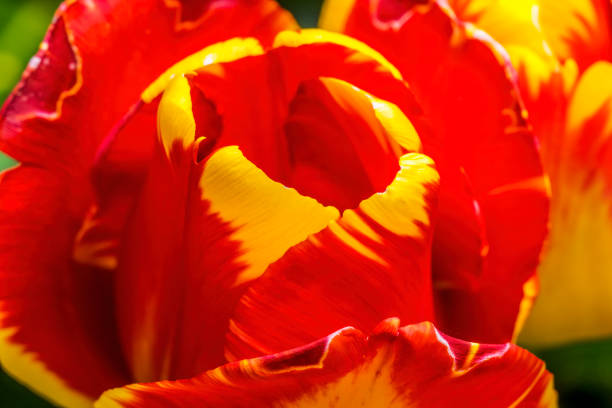 istock Red Yellow Banja Luka Tulip Blooming Macro 1265142329