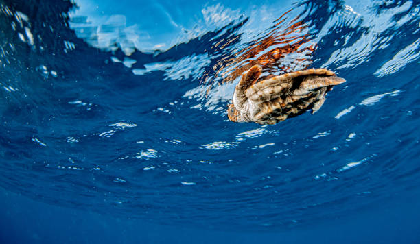istock Sea Turtle release at the Bahamas 1265142338
