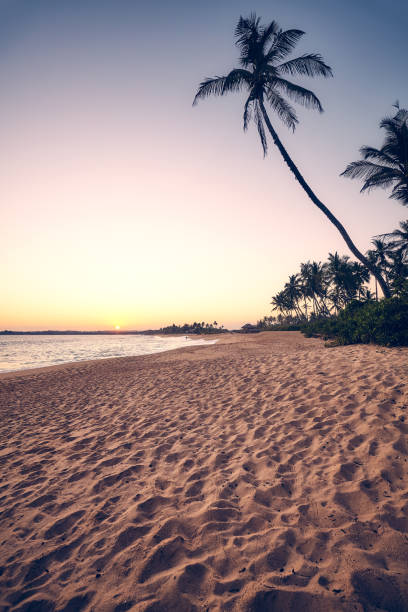 istock Tropical beach with palm tree at sunset, Sri Lanka. 1265143909