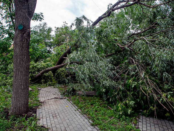 istock trunk of a broken tree during a strong wind in the city 1265144002