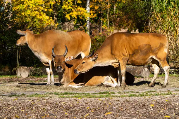 Banteng, Bos javanicus or Red Bull It is a type of wild cattle But there are key characteristics that are different from cattle and bison is: A white band bottom in both males and females.
