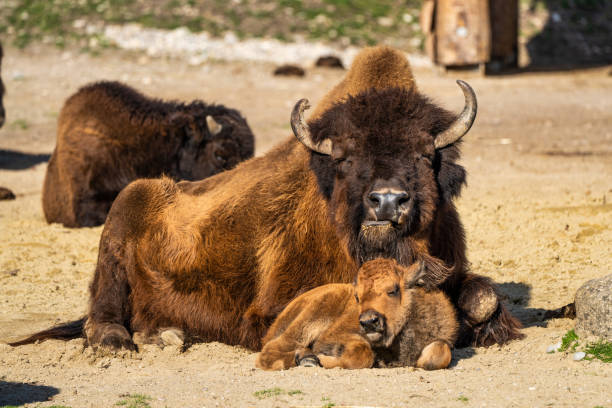 istock American buffalo known as bison, Bos bison in the zoo 1265144157