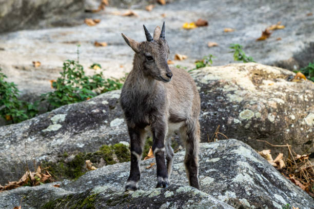 istock Male mountain ibex or capra ibex on a rock 1265144188
