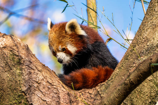 istock The red panda, Ailurus fulgens, also called the lesser panda. 1265144190