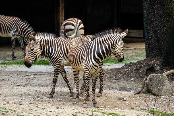 istock Hartmann's Mountain Zebra, Equus zebra hartmannae. An endangered zebra 1265144903
