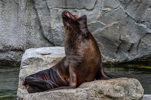 The South American sea lion, Otaria flavescens, formerly Otaria byronia, also called the Southern Sea Lion and the Patagonian sea lion