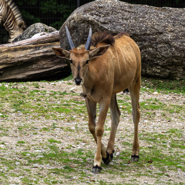 istock The common eland, Taurotragus oryx is a savannah antelope 1265145102