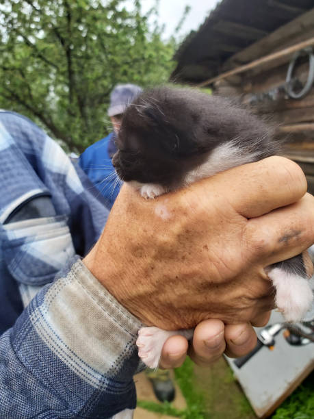 un hombre sostiene suavemente un gatito pequeño en sus manos - protection domestic cat animal head cub fotografías e imágenes de stock