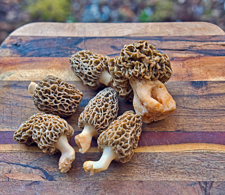Fresh morel mushrooms gathered for eating on a wooden cutting boards.