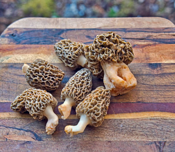 Cogumelos morel em uma tábua de corte - foto de acervo