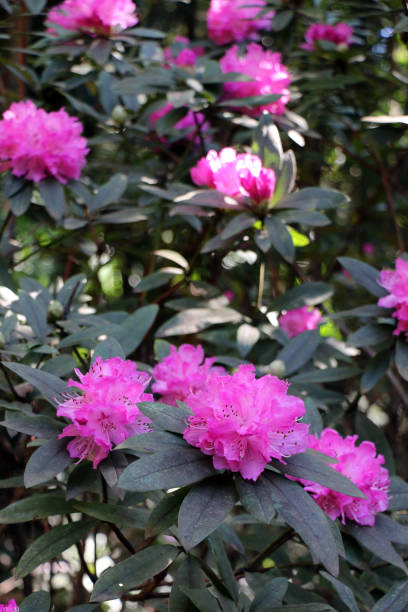 istock Rhododendron Bush in Flower 1265147194