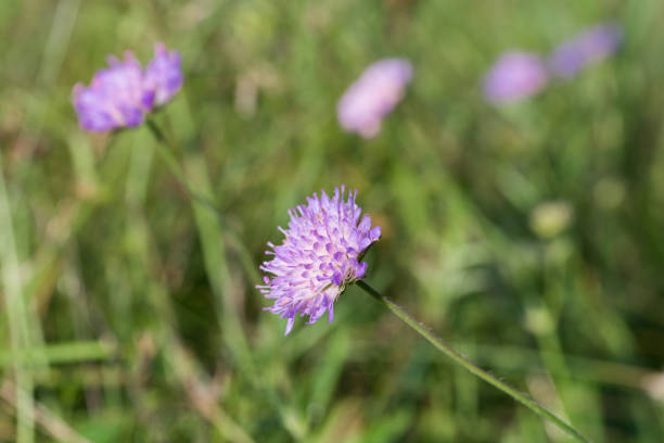 Knautia arvensis, field scabious flowers in meadow closeup selective focus
