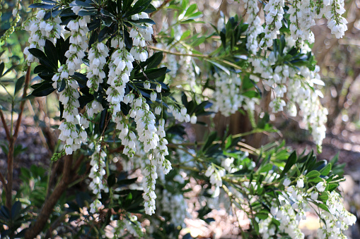 These beautiful white flowers go by many names - Pieris japonica, Japanese andromeda, lily-of-the-valley shrub... like white snow-bells in hanging clusters, with dark green leaves. Tamborine Mountain Botanic Garden, Queensland, Australia.