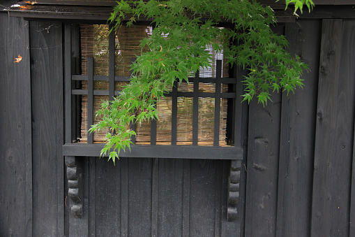 Japanese old house and green maple