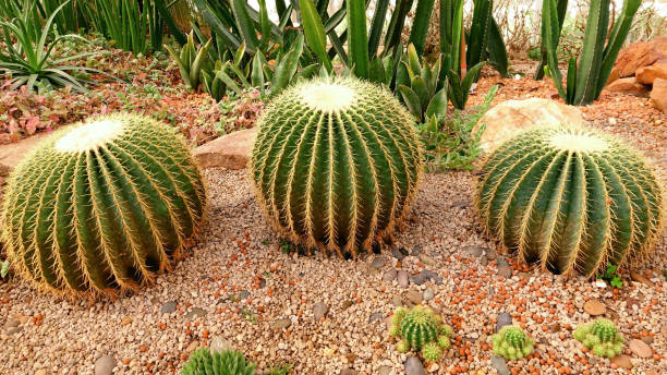 istock Close up of cactus plant 1265149785