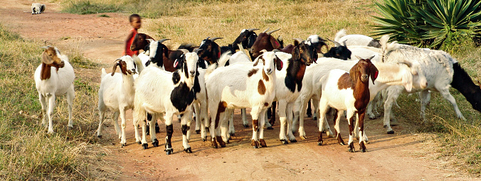 Goats in a field running and jumping