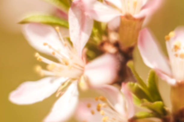 istock Almond flowers blooming close up blurred. 1265151728