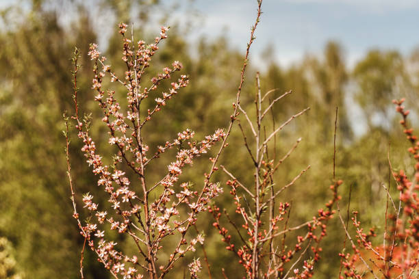 istock Hello spring concept, branch of blooming almond. 1265151731