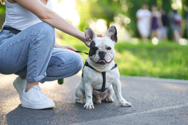 istock French bulldog sitting on ground in park. 1265152961