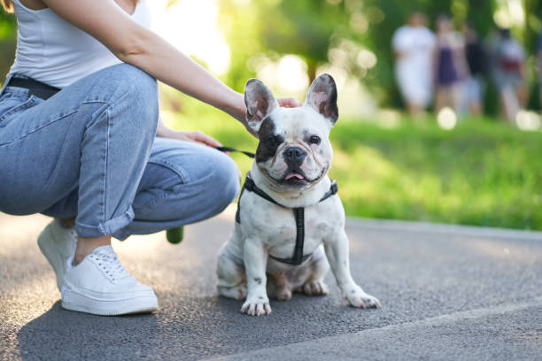 French bulldog sitting on ground in park. Close up view of cute male french bulldog sitting on road and looking at camera. Unrecognizable female owner holding pet using leash, sitting nearby in city park alley. Pets, domestic animals concept. promenade stock pictures, royalty-free photos & images
